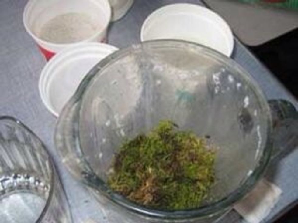 Add clean moss. Free of dirt and twigs.