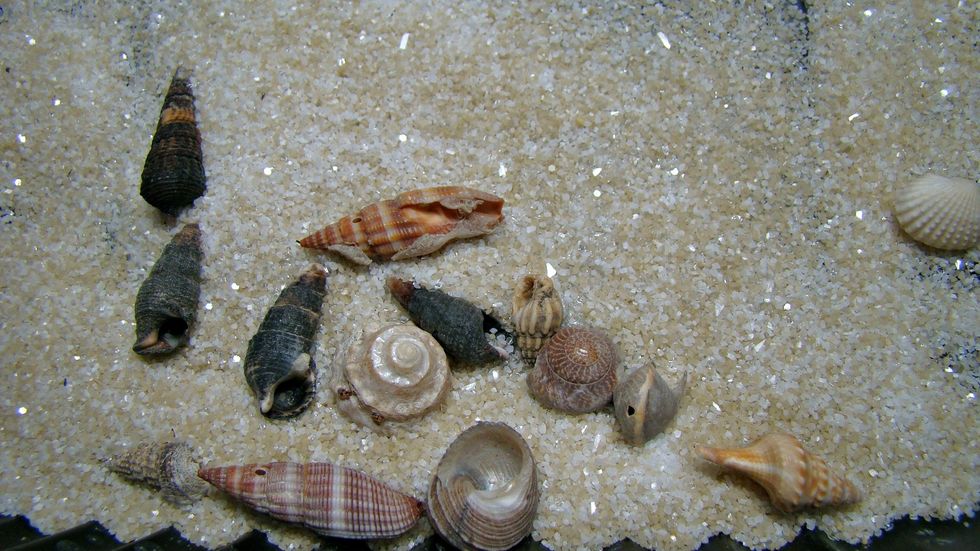 Add craft sand, assorted shells and some Diamond Dust glitter to the inside of the bottle. About 1-2", just enough to move around inside the bottle.