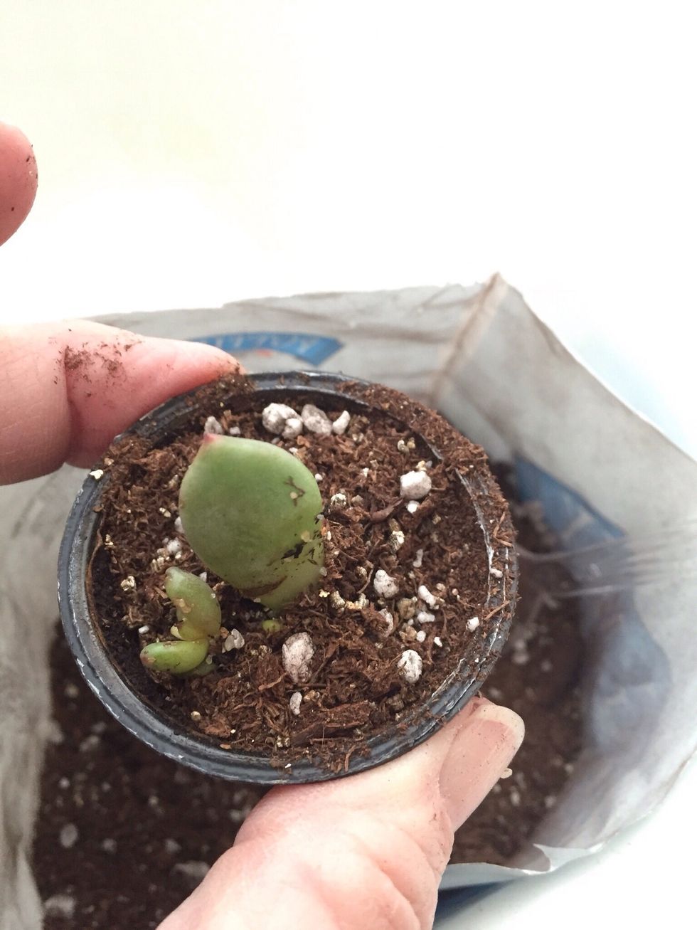 Add cutting or seeds to each cup