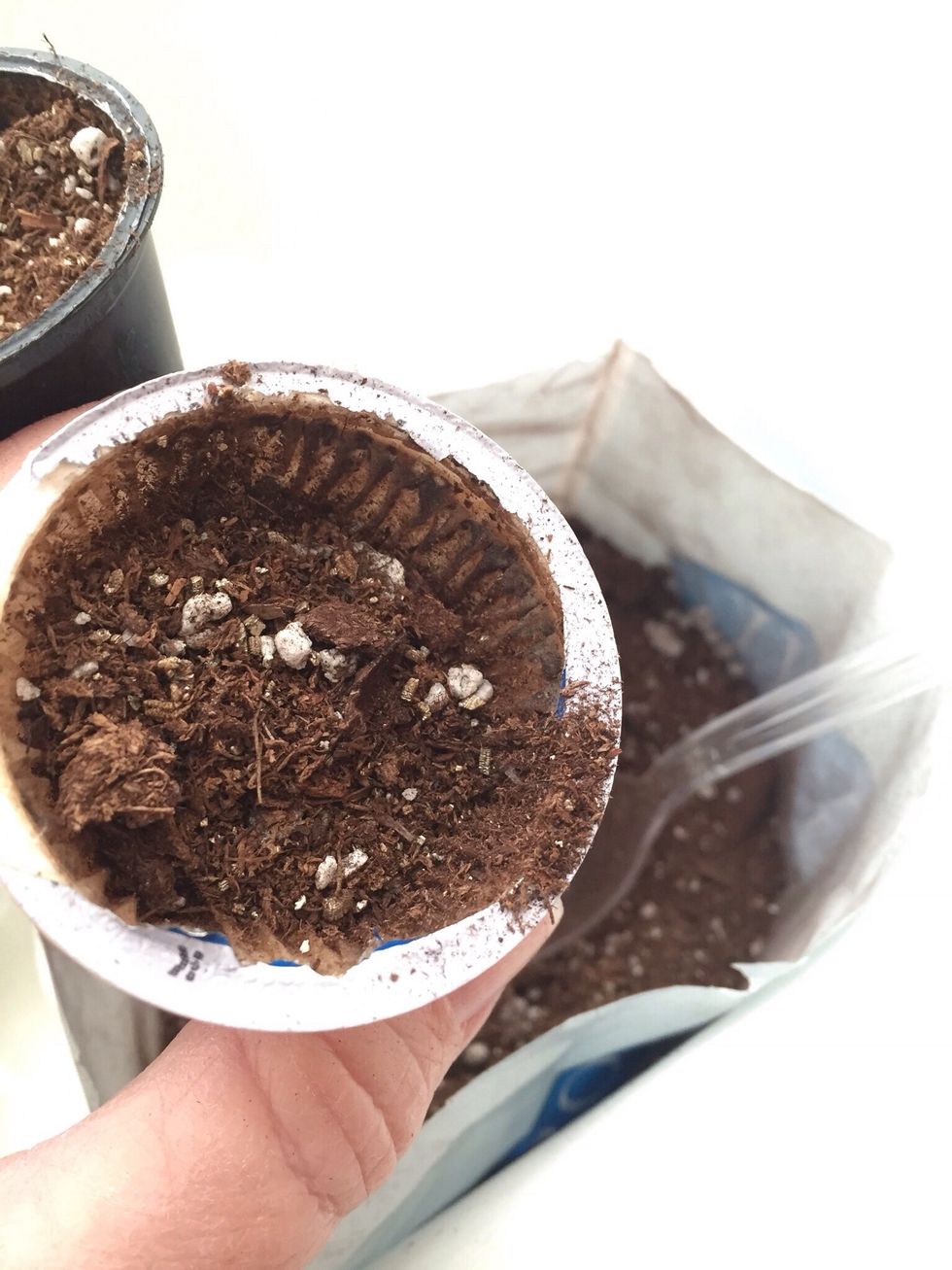 Add potting mix in each cup, approx 2-3 teaspoons.