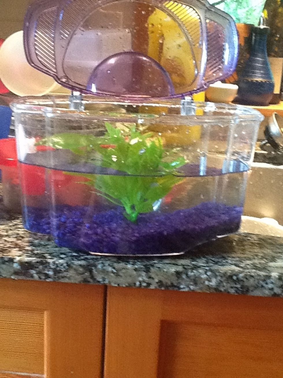 Add room temperature water only filling up a little more then half because we will add the water from which the fish is in right now