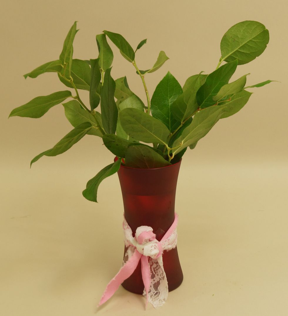 Add salal.