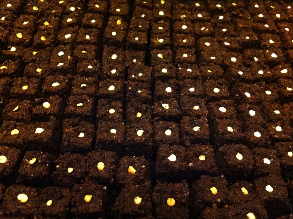 Add seed(s) to each cube, then lightly cover each cube with your soil mixture. Place finished tray in warm, sunny spot or ideally under grow lights with heated seedling mat.
