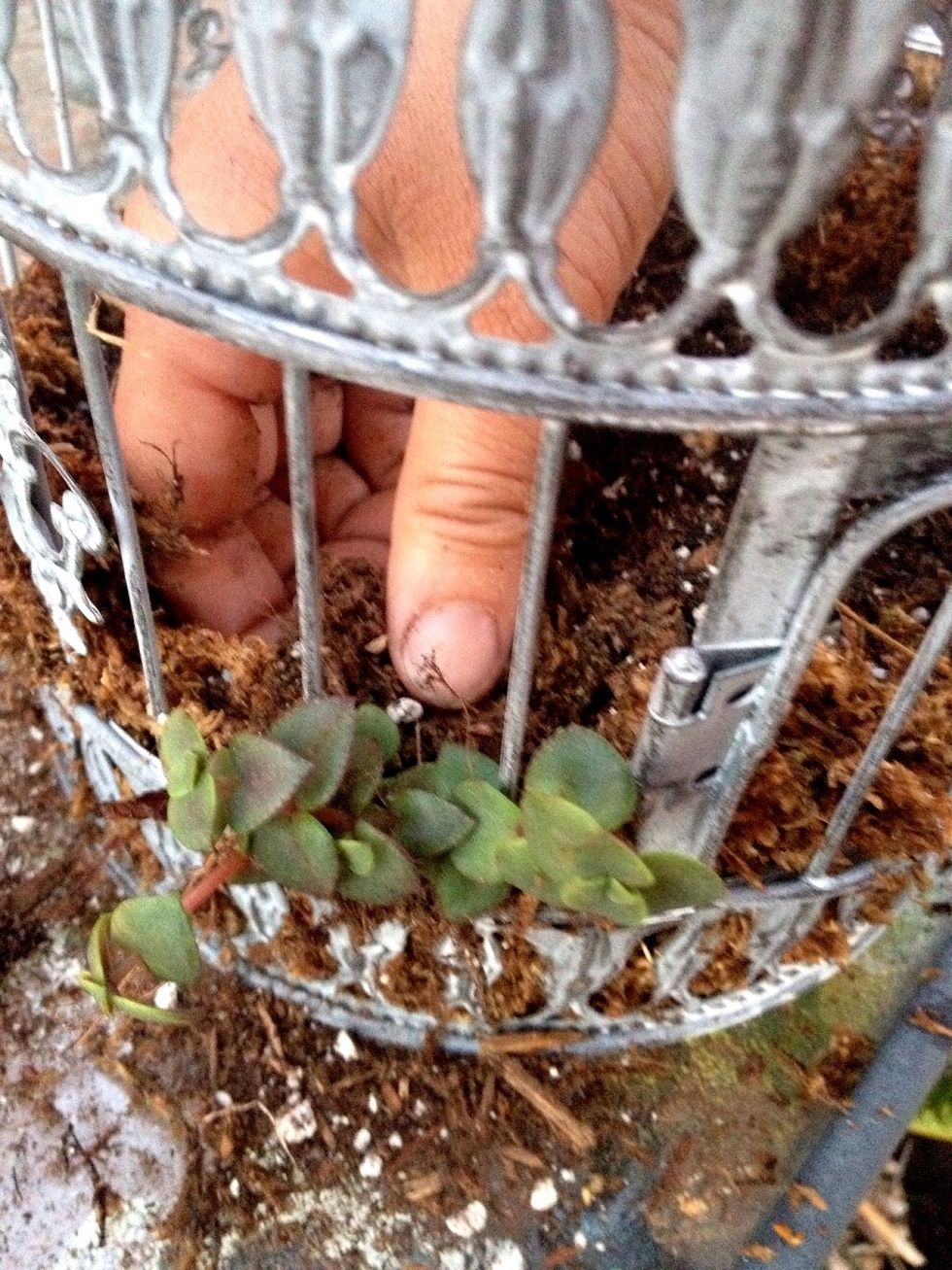 Add small plants that will trail down as it grows along the outer edge.