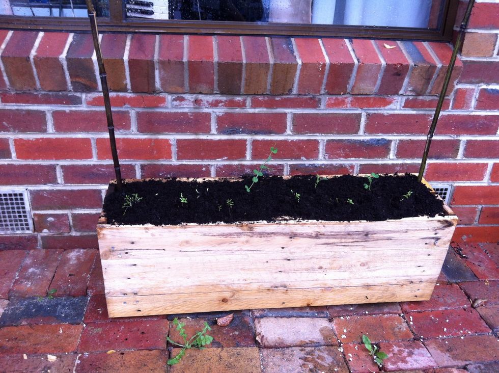 Add some plants, like snow peas and parsley.