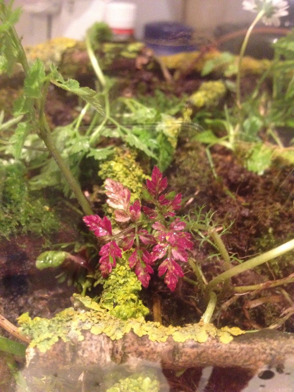 Add some small ferns or foliage.