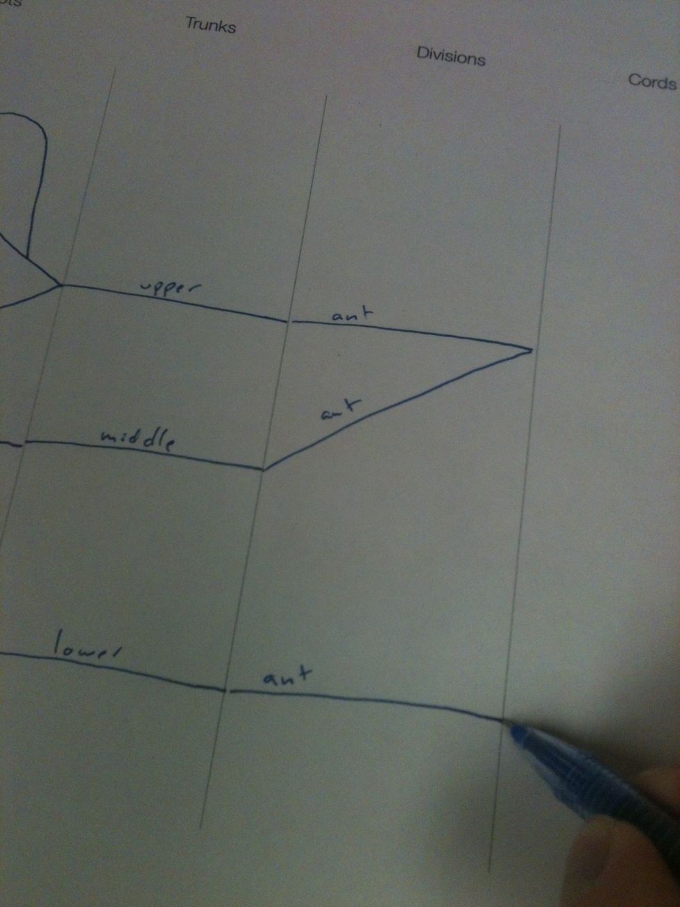 Add the anterior divisions.