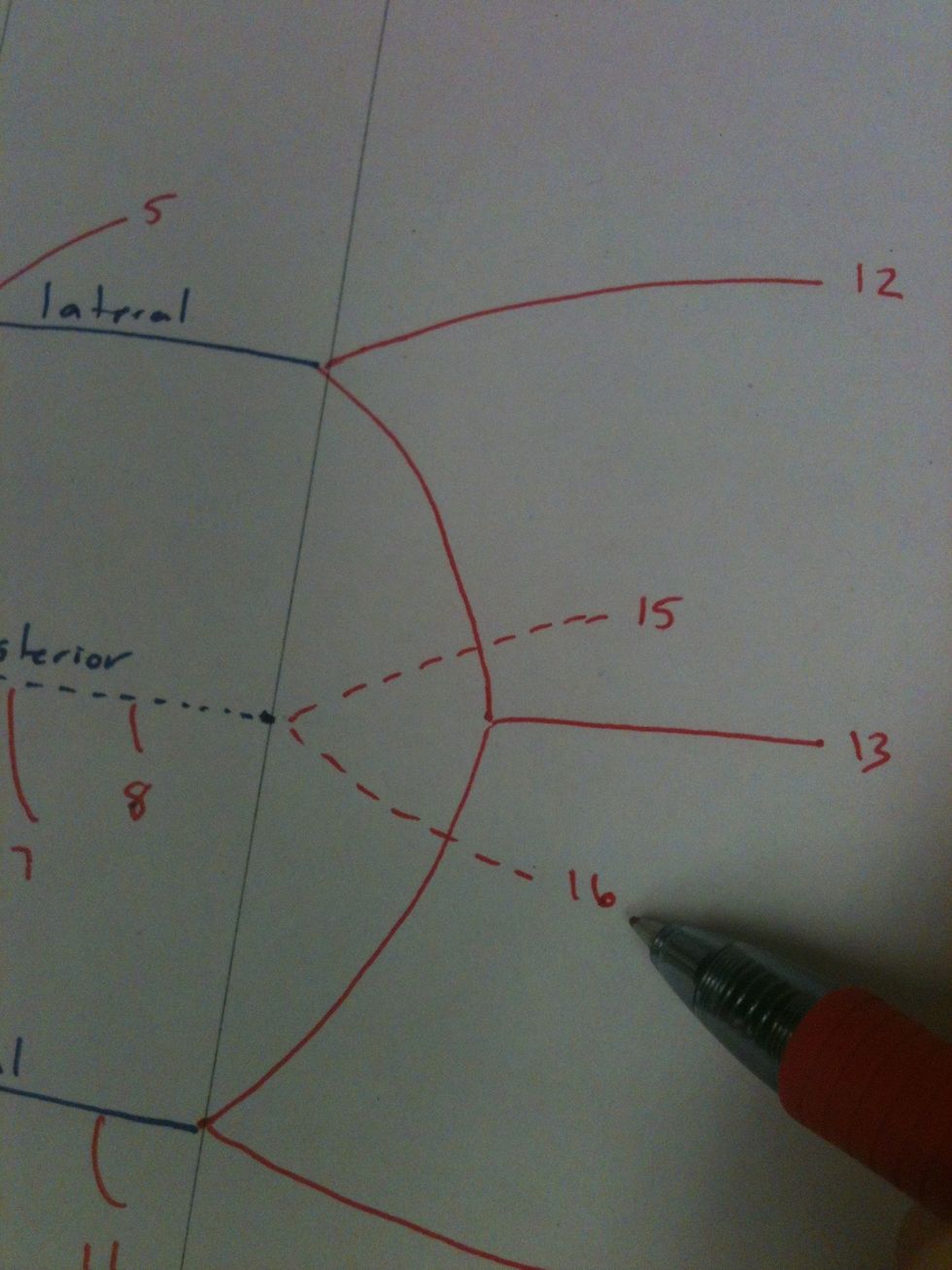 Add the axillary (15) and radial (16) nerves.