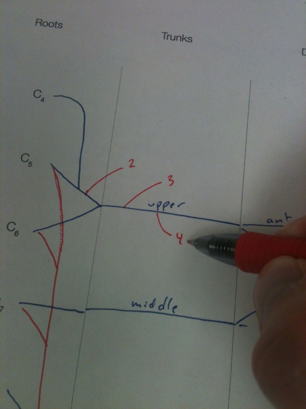 Add the dorsal scapular (2), suprascapular (3), and subclavian (4) nerves.