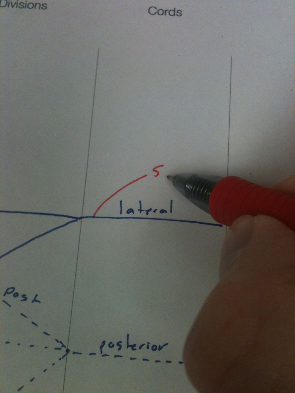 Add the lateral pectoral (5) nerve.