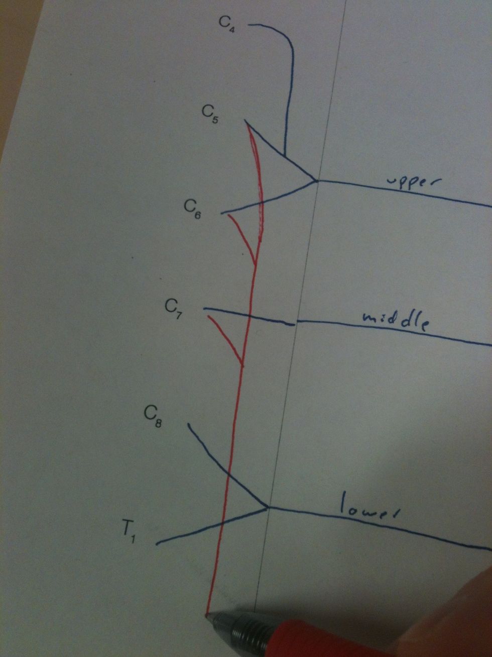 Add the long thoracic nerve (1).