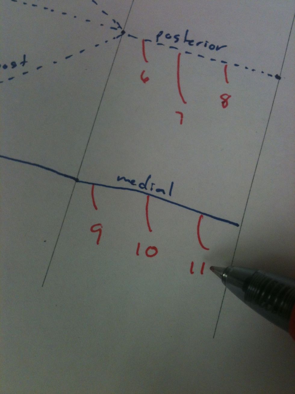 Add the medial pectoral (9), medial brachial cutaneous (10), and medial antebrachial cutaneous (11) nerves.