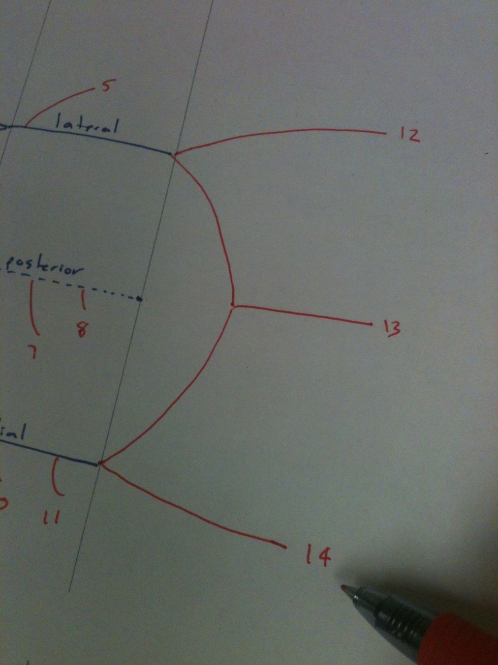 Add the musculocutaneous (12), median (13), and ulnar (14) nerves.