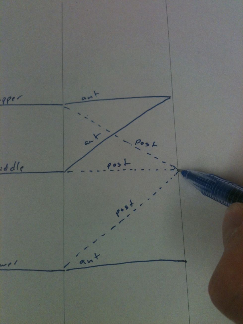 Add the posterior divisions.