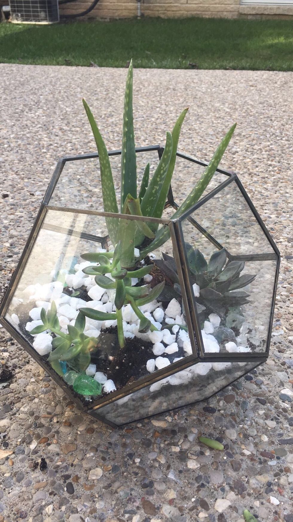 Add the rest of your first container of rocks to cover some of the soil from the succulents and add extra support for them.