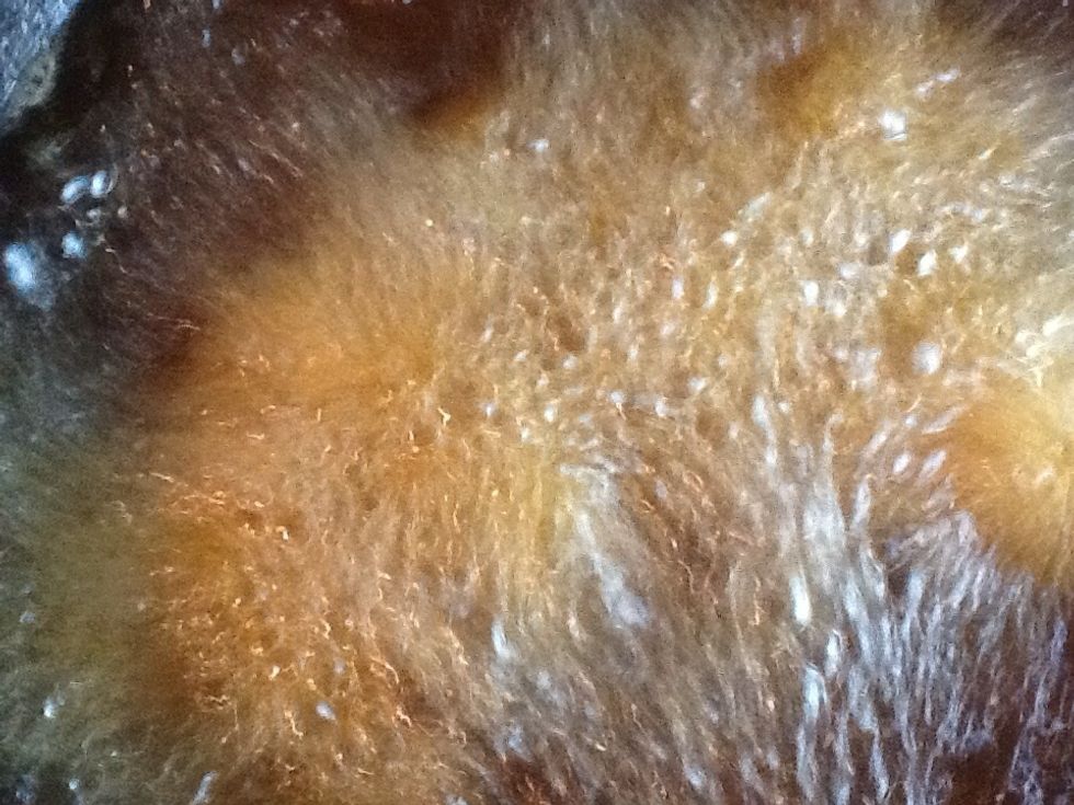 Add the shrimp to the oil, shaking off the excess flour off before adding them to the oil.