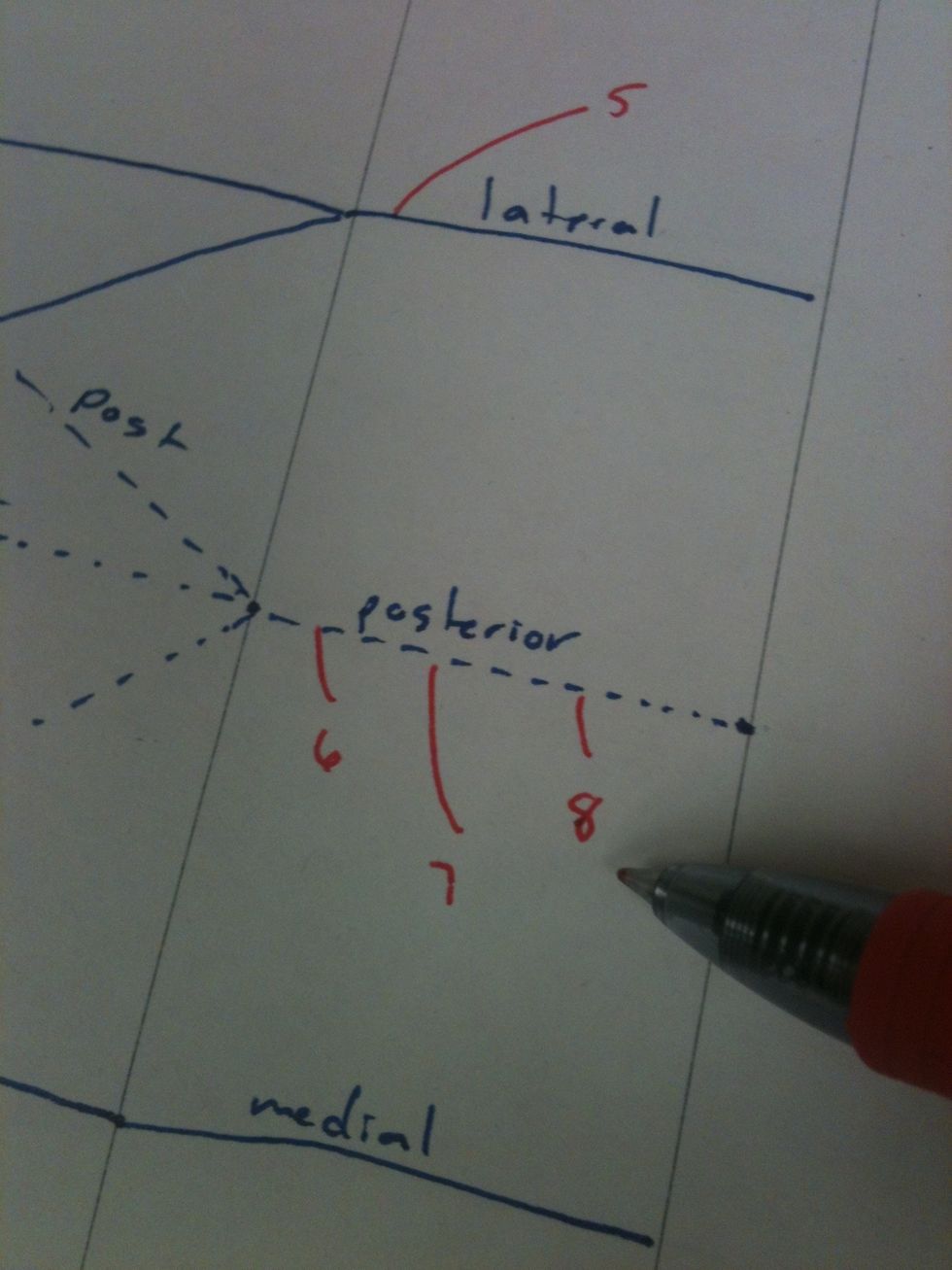 Add the upper (6), middle (7), and lower subscapular (8) nerves.