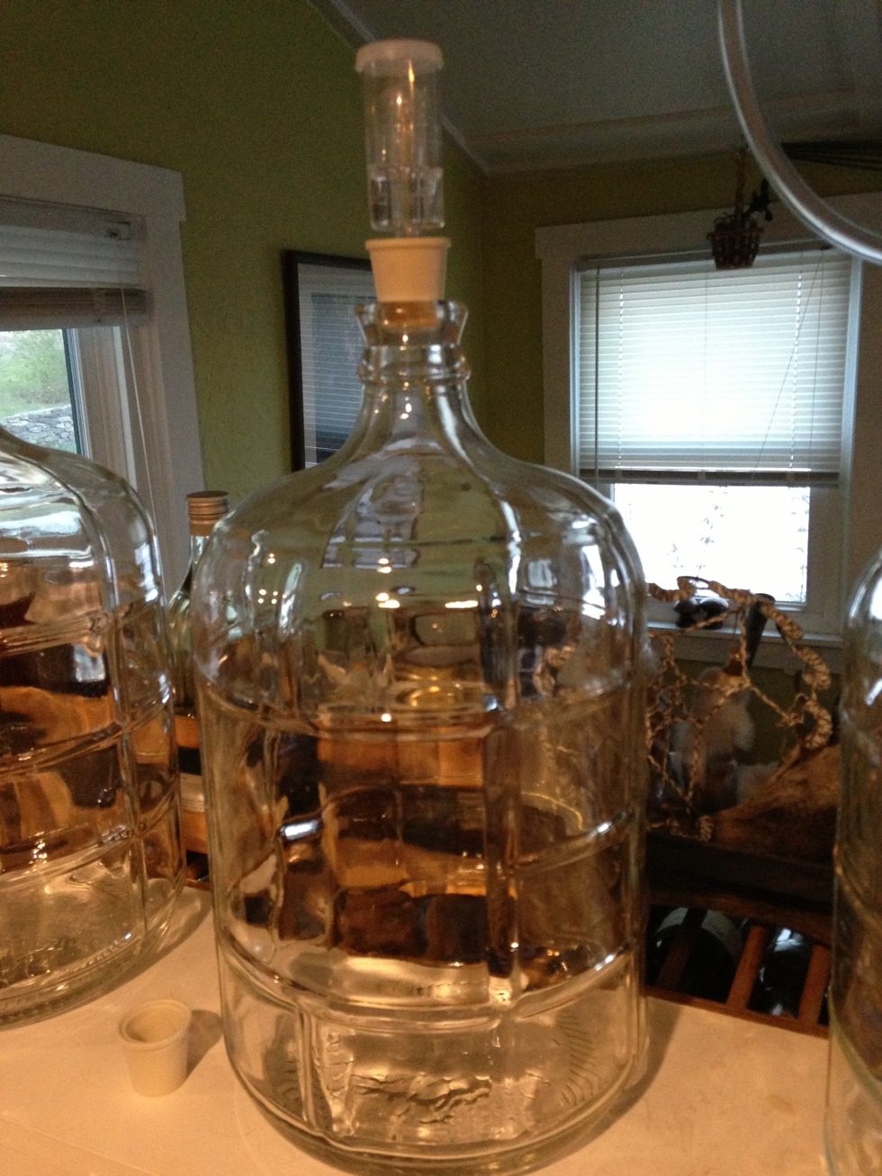 Add to fermenter  cups of the Chaga decoction that was sweetened  add plums as a yeast colony and let sit uncovered 2-3 days stir or shake each day. Plums should be barely covered.