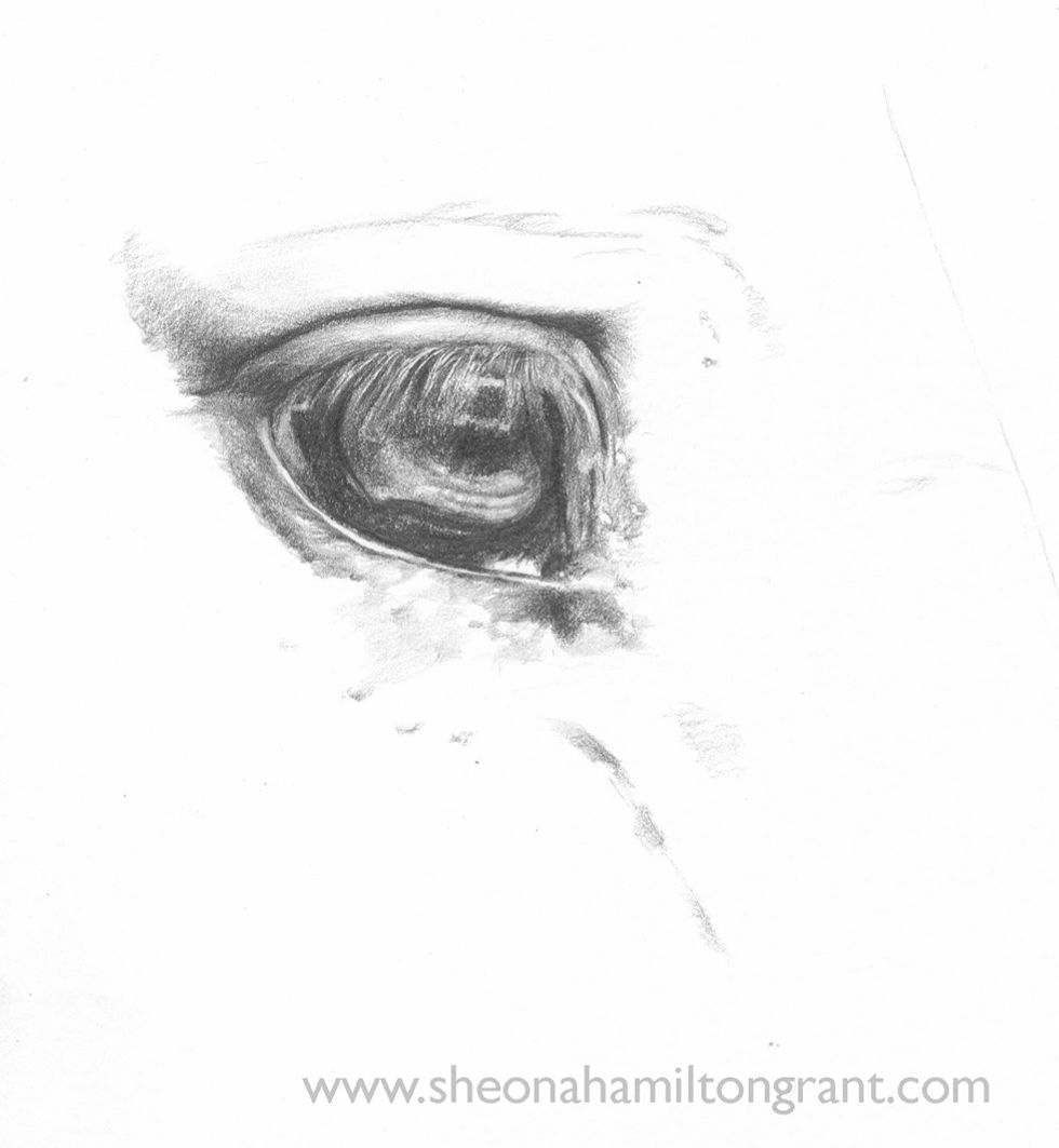 Add tones and values, create detail . A 2B pencil is used from now on.