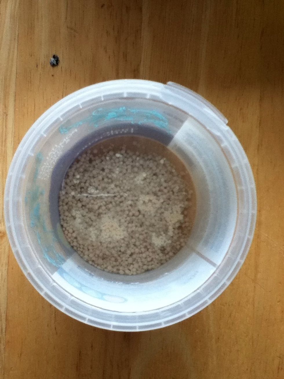 Add yeast to some of the goldilocks (not to hot, not to cold) water. I put a bit of sugar in there just to wake it up nicely.