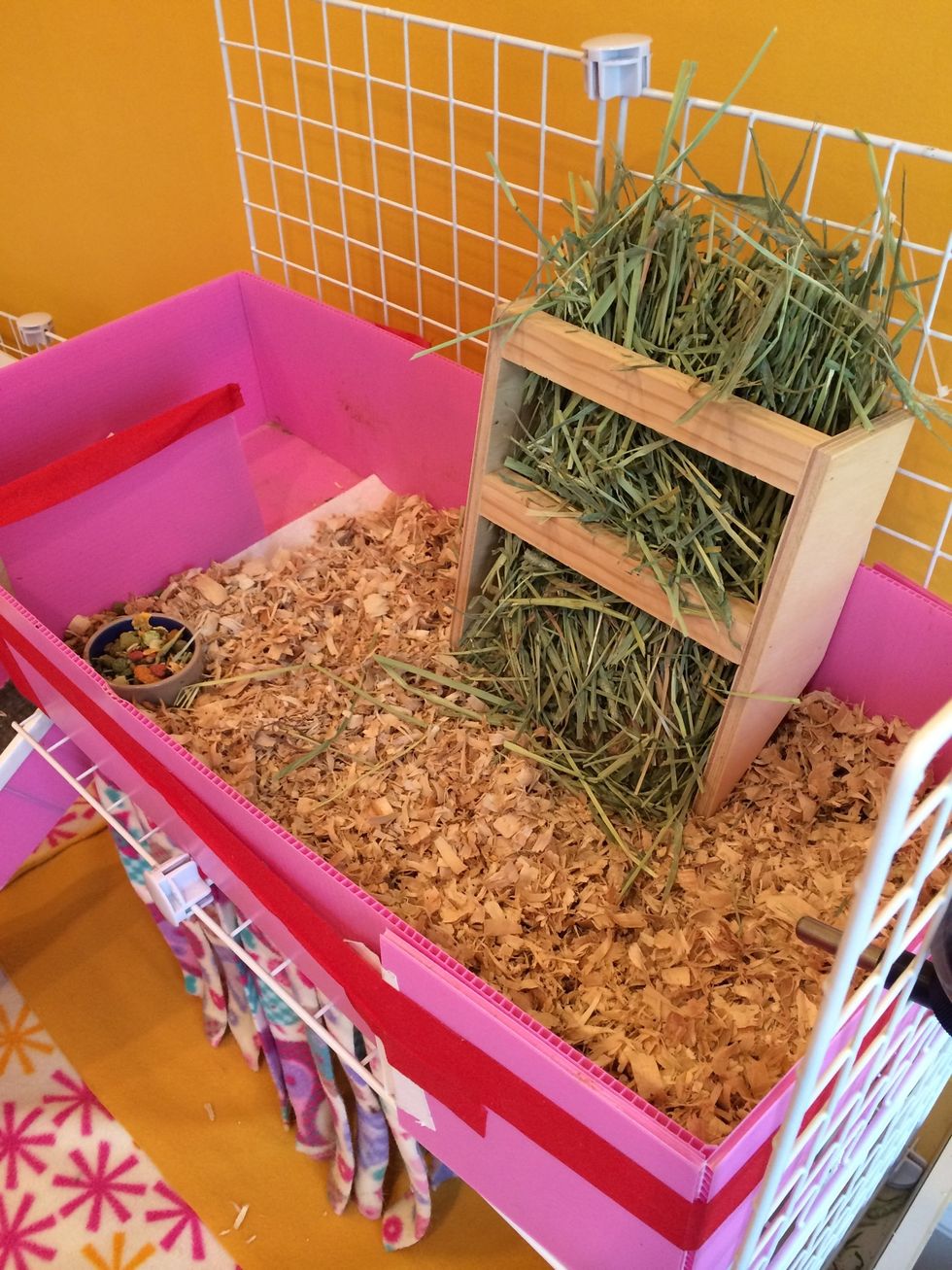 Add your hay manger, food dish, and water bottle. Please feed Oxbow hay and food, and change water daily! Feed your pigs 1/4 cup of food per pig per day. Hay is unlimited, and should be soft and green