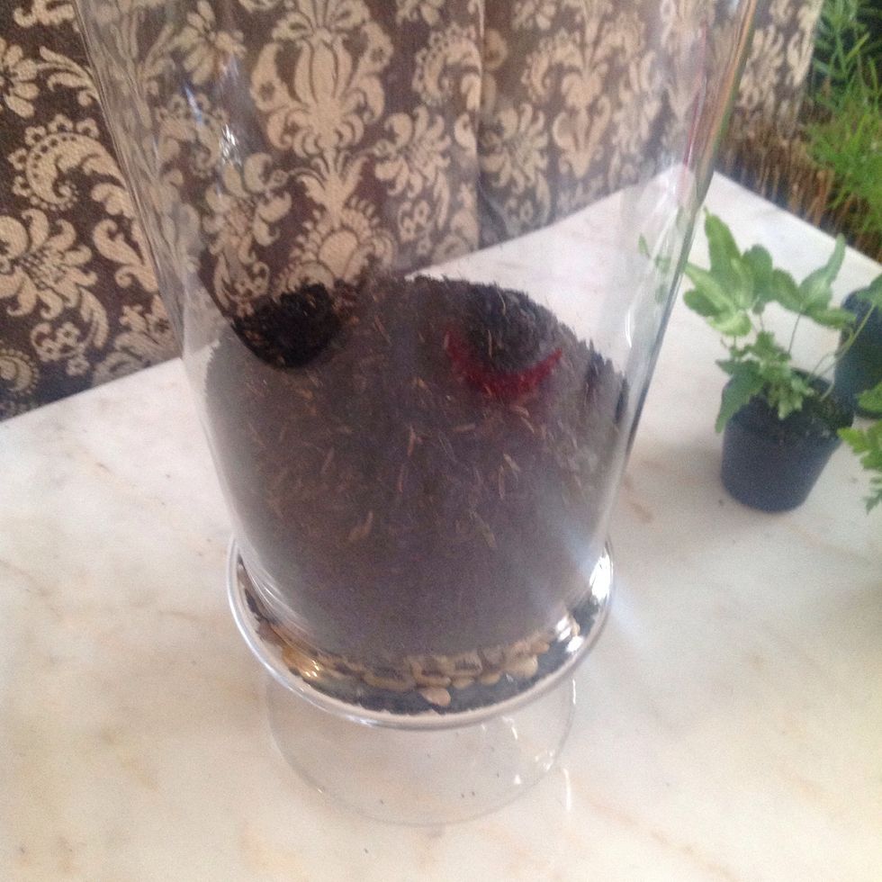 Add your organic potting soil, deep enough for your plant's roots to spread out a little.