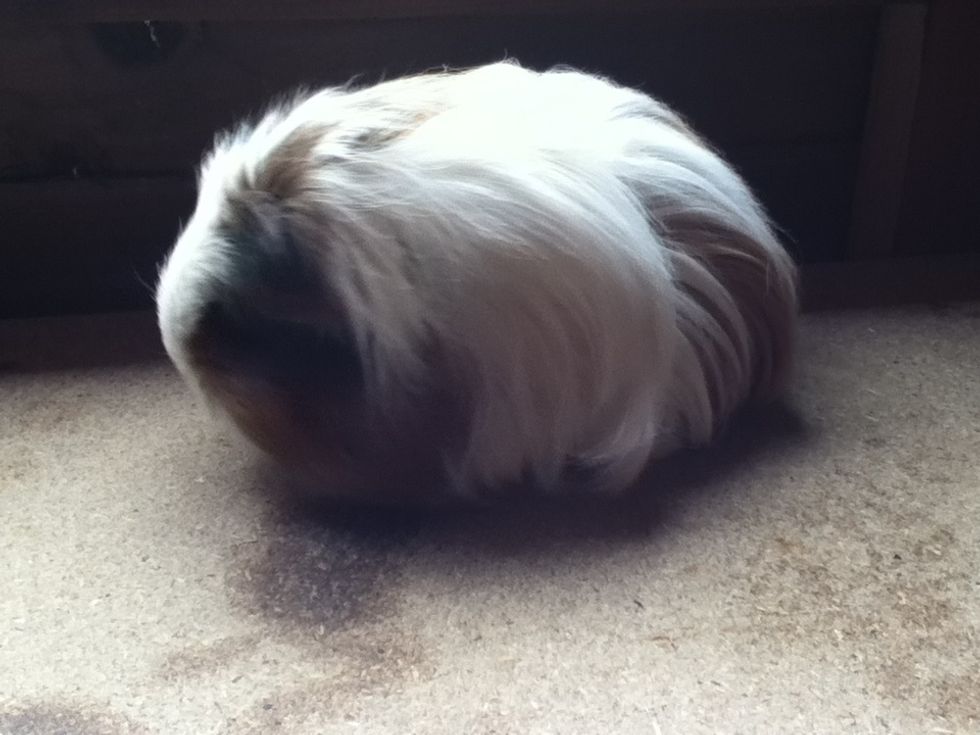 Admire your freshly brushed guinea pig !! Then lots of cuddles for being a good pig :)