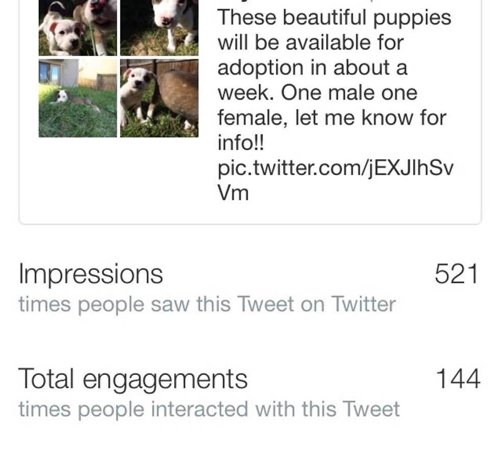 Advertise! Get the word out so they can find forever homes faster!