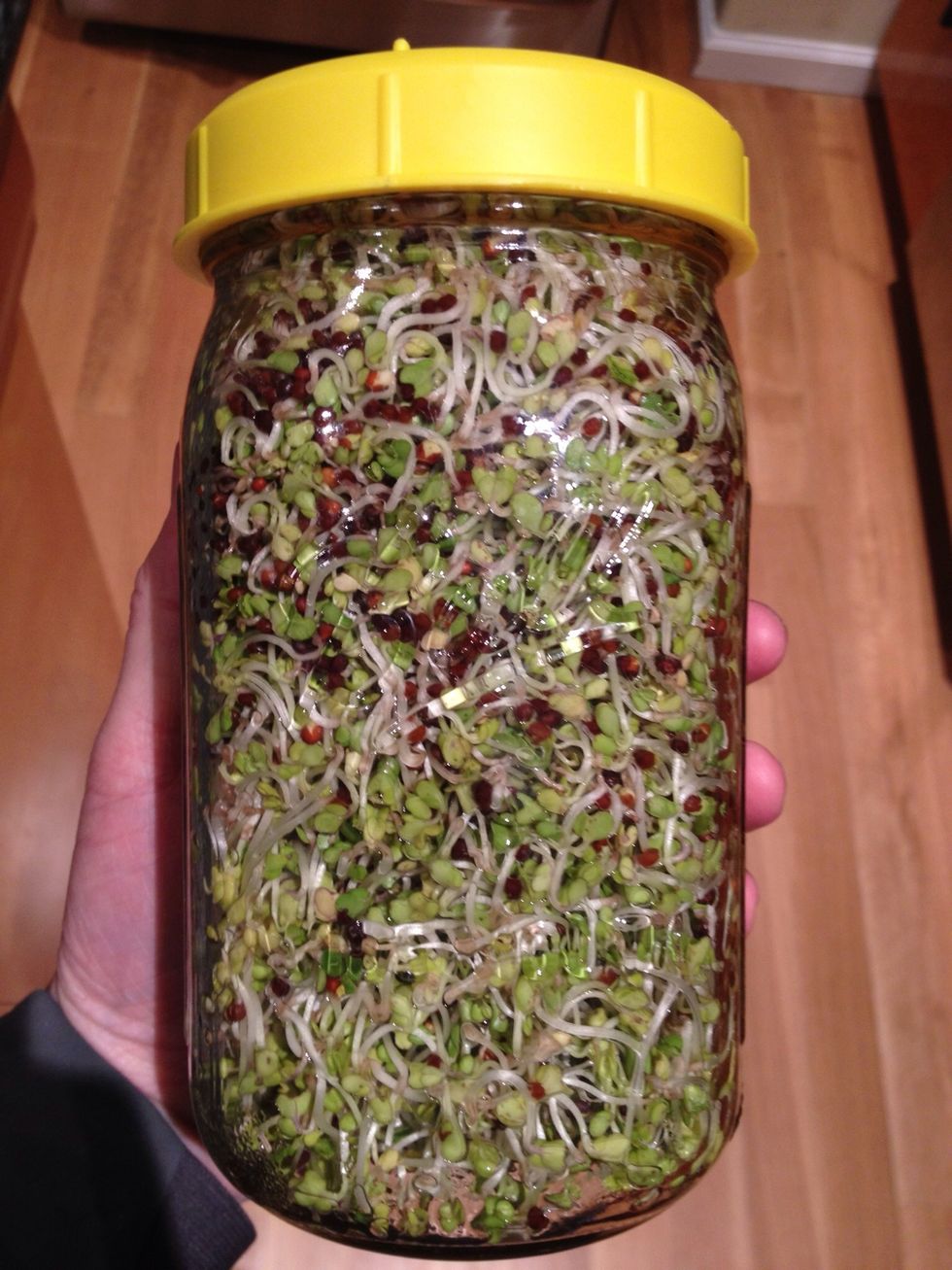 After 120 hours. All done! The seeds have fully sprouted.