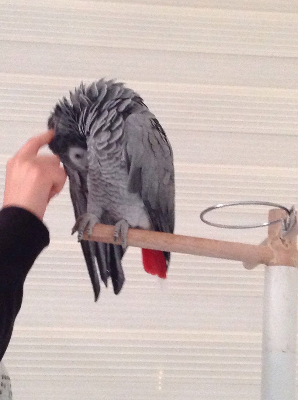 After 3-4 months he will let you to touch his head or his body "that if your relationship is really good".