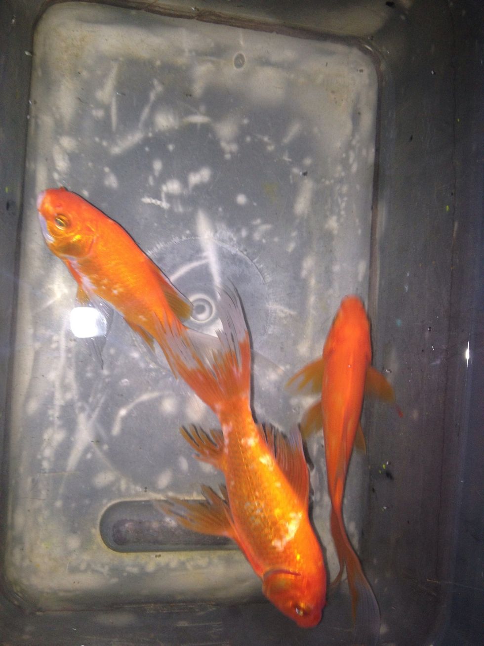 After 30 mins , flush with fresh water. DO NOT RETURN TO PONDS JUST YET