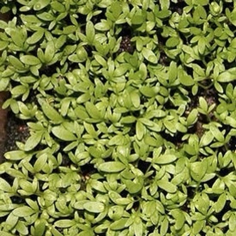 After 5 days your cress is now fully grown and ready to be eaten.