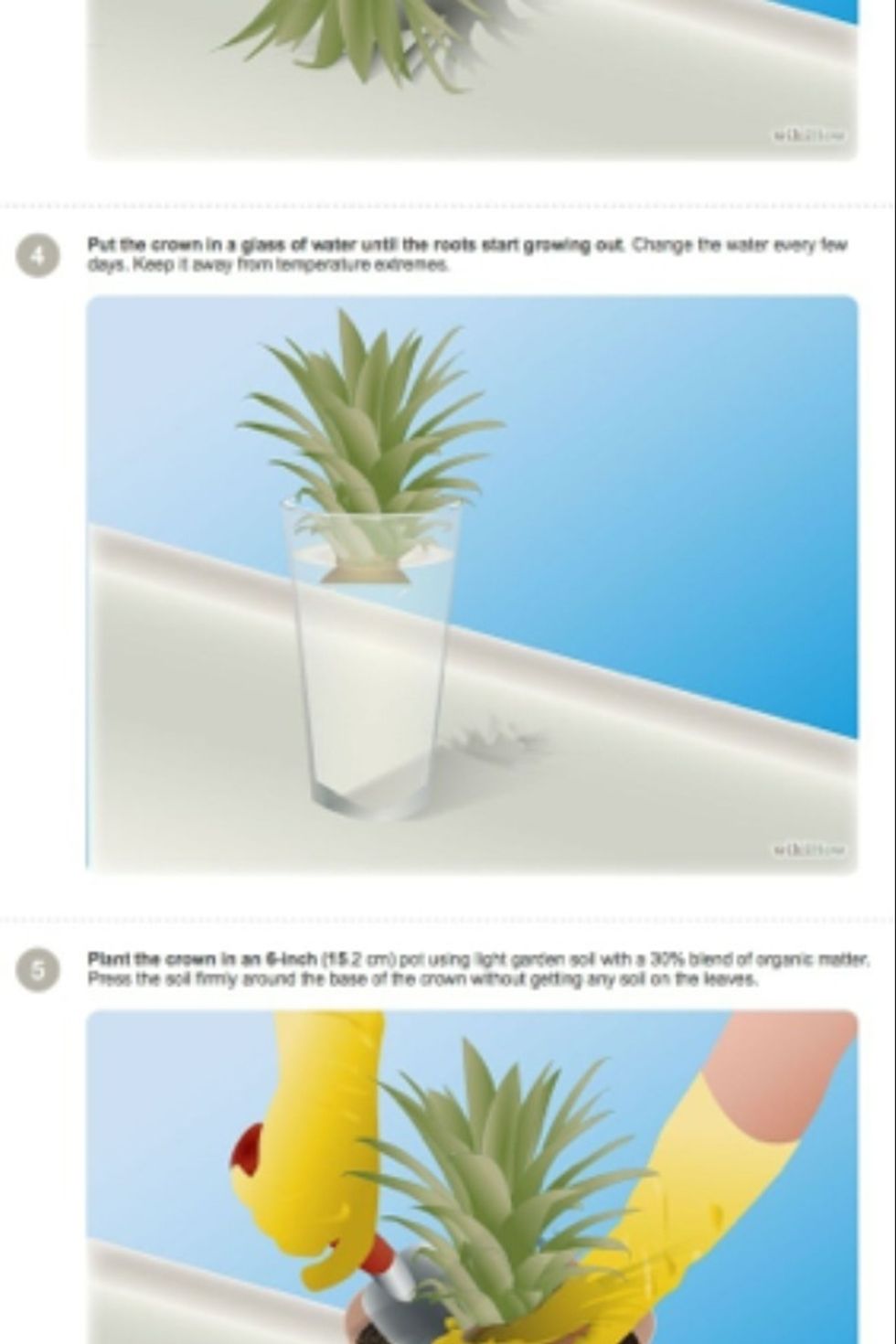 After a week, put the crown in a glass of water (Luke warm). Make sure to change the water out when it starts collecting unwanted dirt