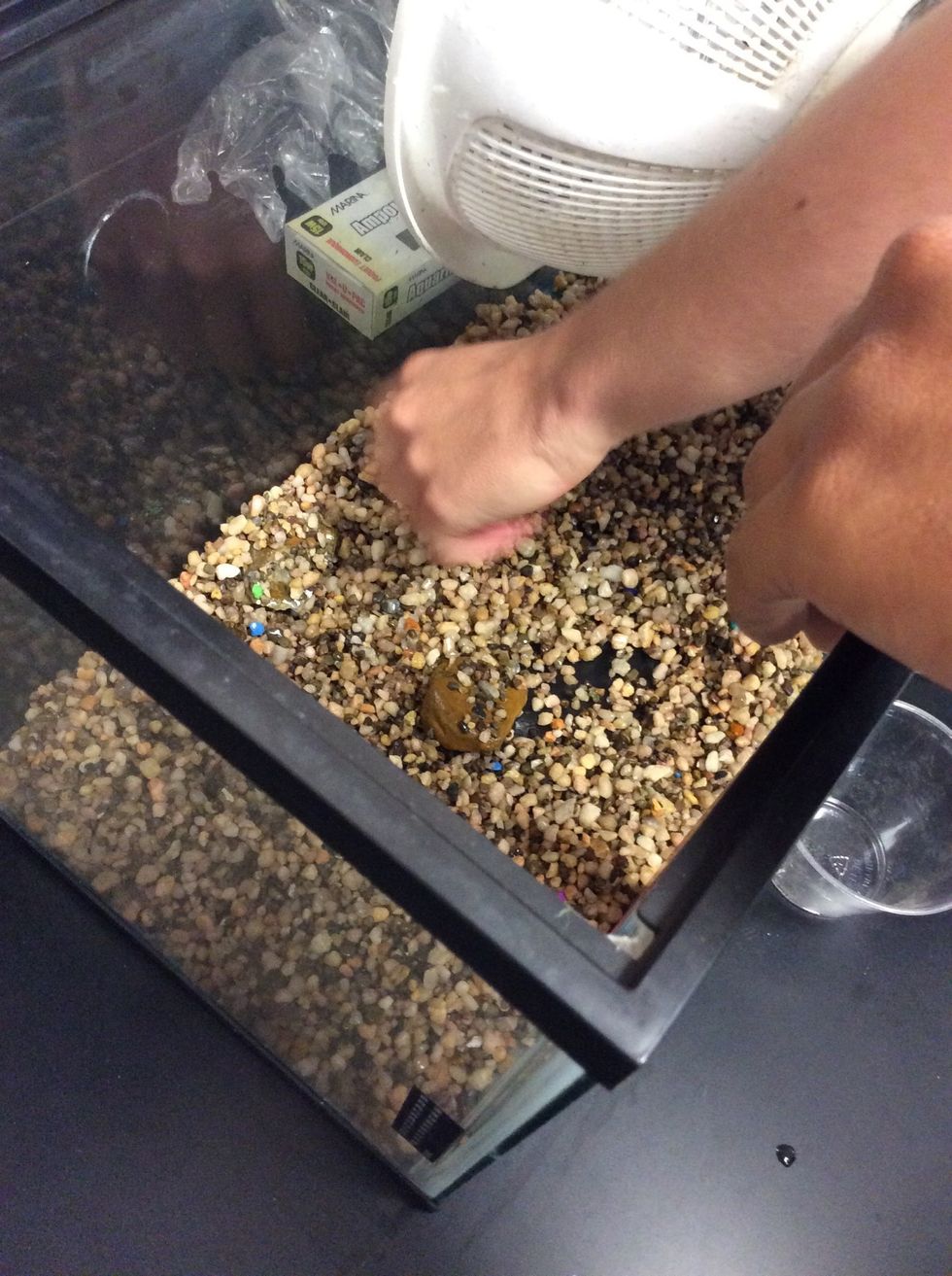 After cleaning it up put it in the tank.