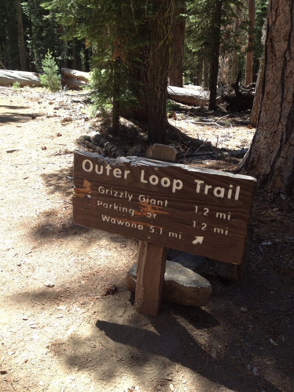 After four miles up, you reach the entrance to the grove. Follow the sign to the Grizzly Giant and turn right.