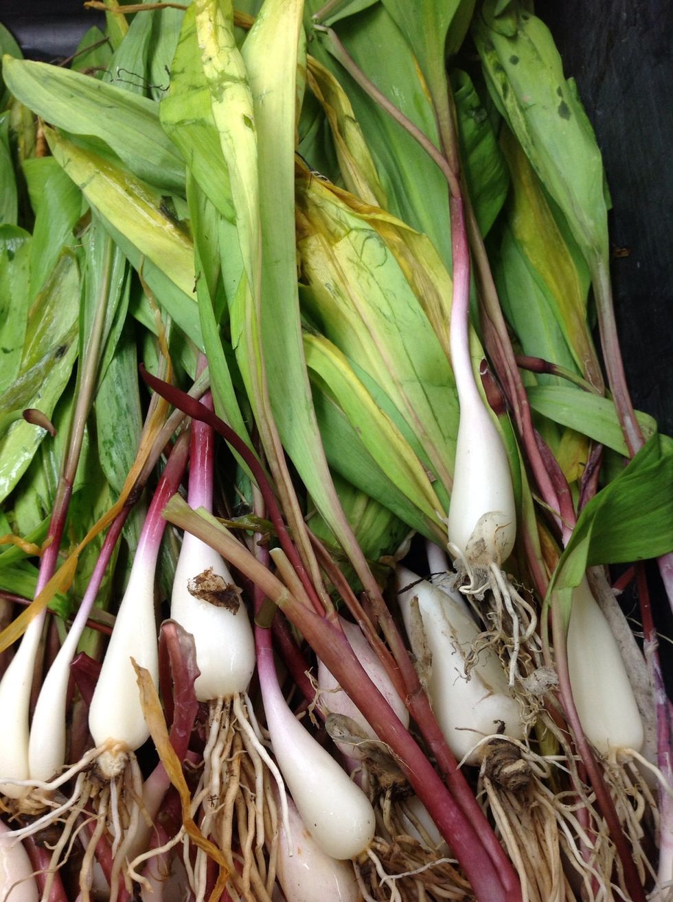 After harvesting the ramps, clean thourghly