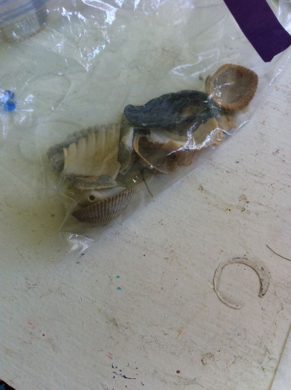 After it dries I will put on these seashells