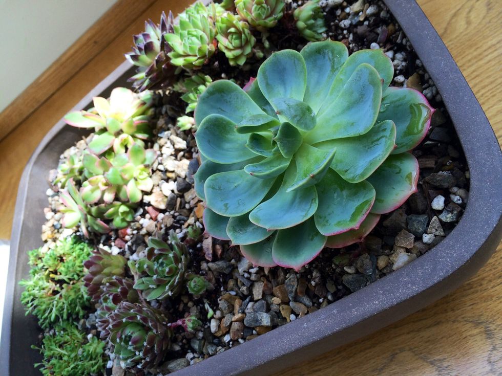 After setting the decorative rocks lightly water your new garden and set aside for a few minutes. Voila!