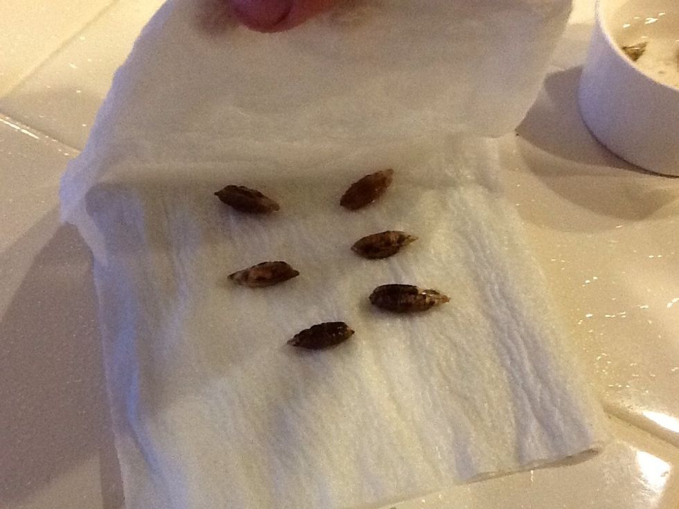 After soaking your seeds for a week, rinse them well and place in a damp (not dripping) paper towel and fold the towel over so they are sandwiched between the two halves.