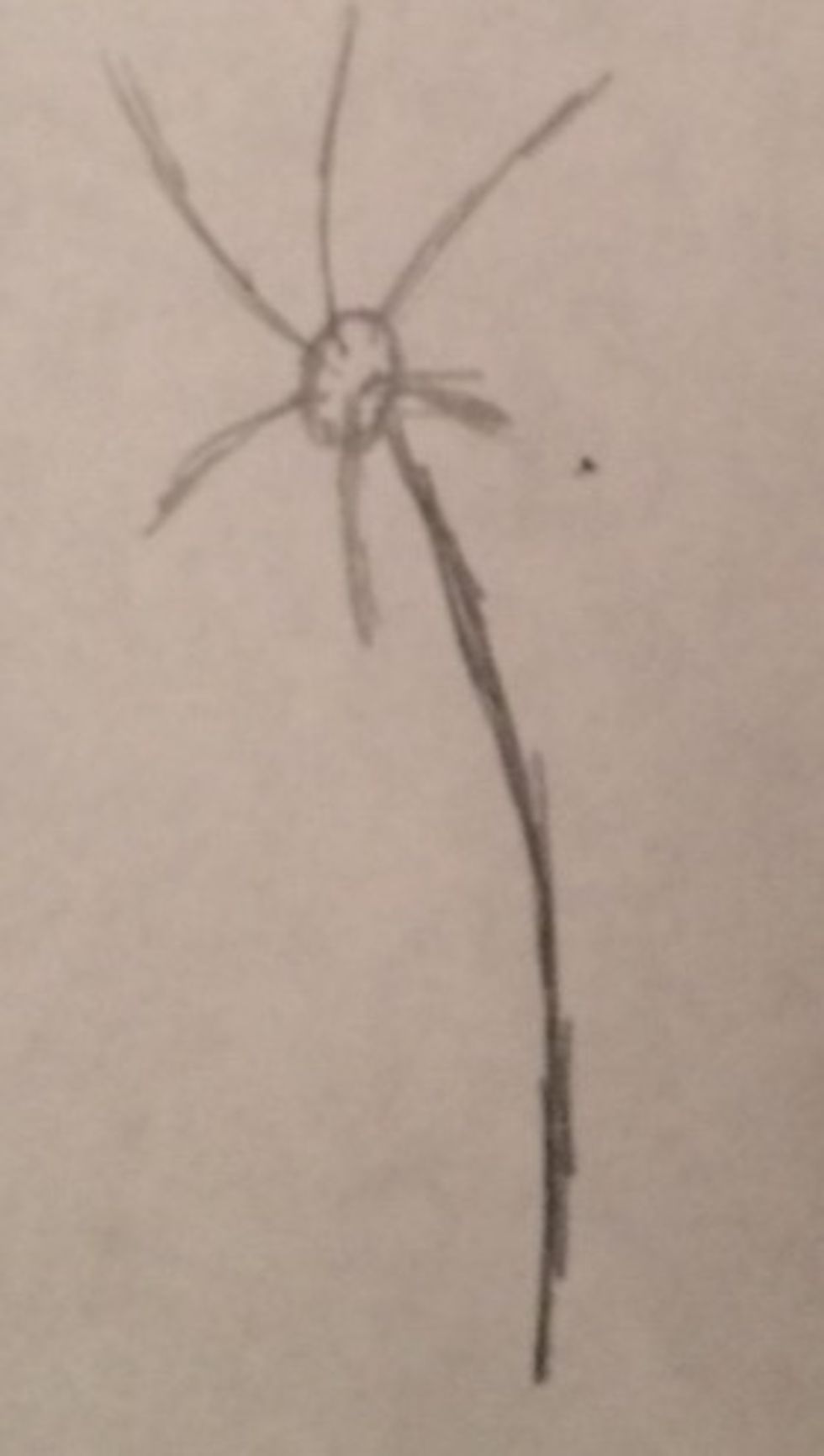 After that, draw lines coming out of the bud, these lines represent the petals of the flower