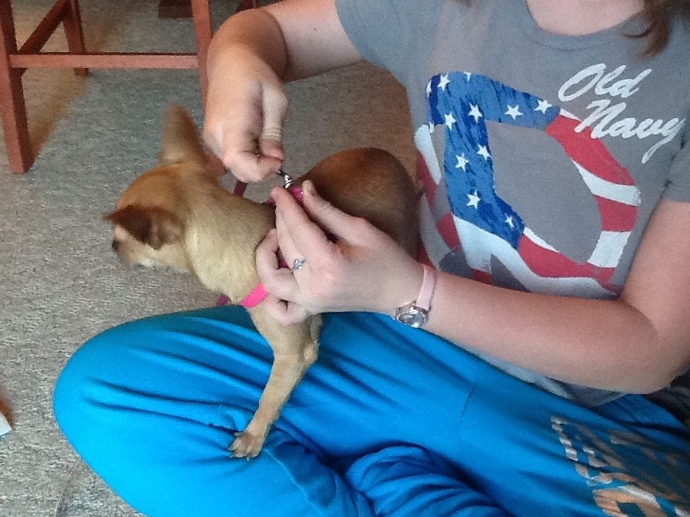 After that, take the two little silver rings on top and clip them together on the leash.