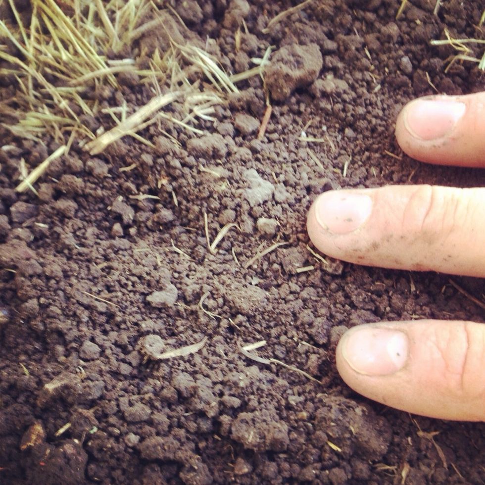 After the bulbs have been placed in the holes, lightly place the dirt back, making sure not to press too hard. If there is no rain in the upcoming forecast, give the bulbs some water at this point.