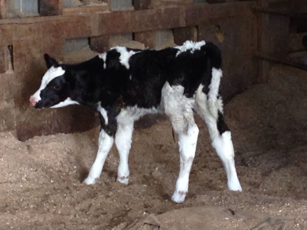 after the calve is born its mummy gives lots if milk