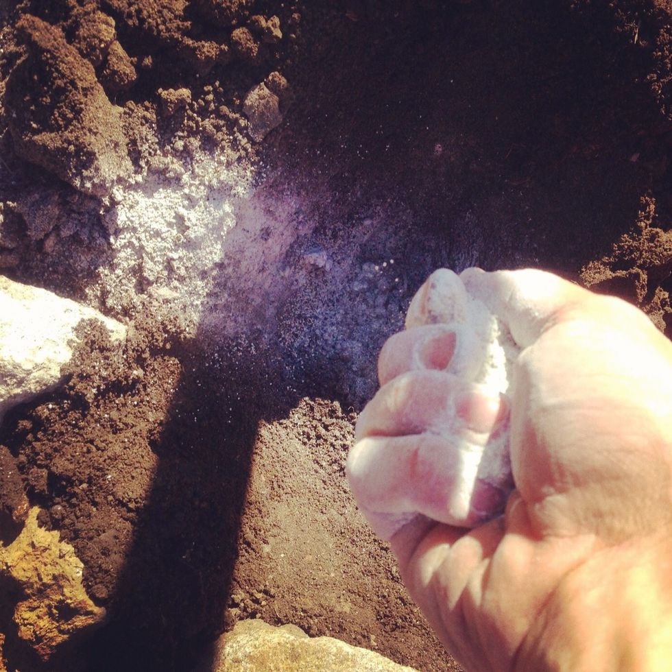 After the holes have been dug, put about a tablespoon of Bone Meal in each hole as fertilizer. Bone Meal is a slow-release mixture of coarsely-ground bones used as an organic fertilizer for plants.