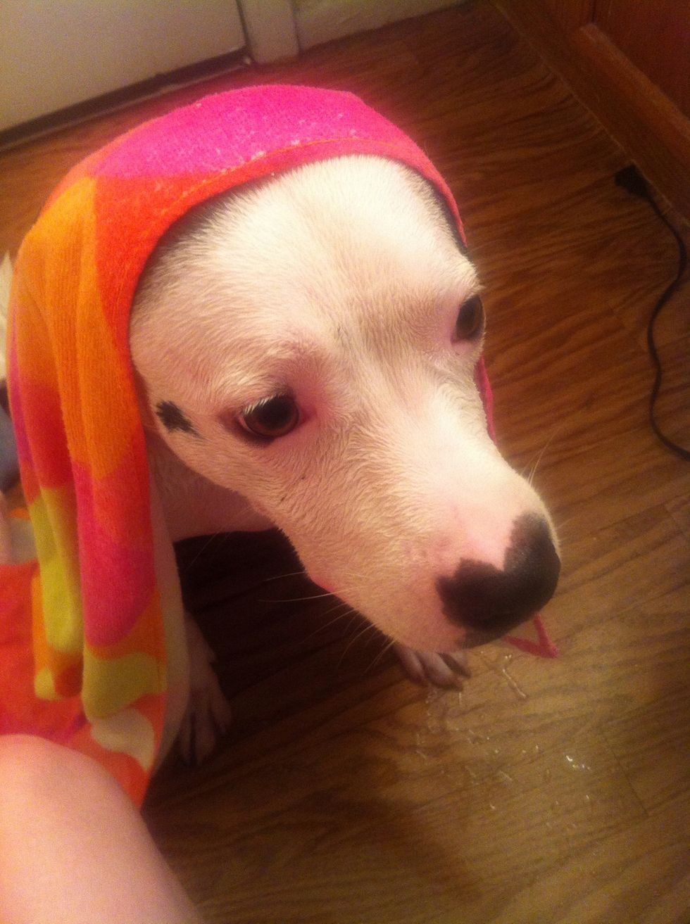 After thoroughly rinsing out the product, you can dry off your dog.