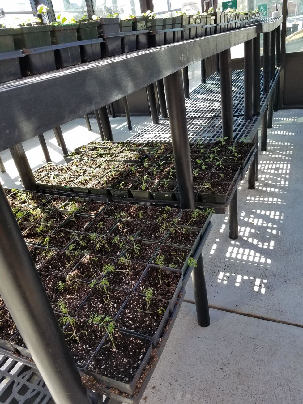 After transplanting, the seedlings will be under some stress. Before putting them in full sun, put them out of direct sunlight for 24 hours. After that, your seedlings are ready to grow normally.