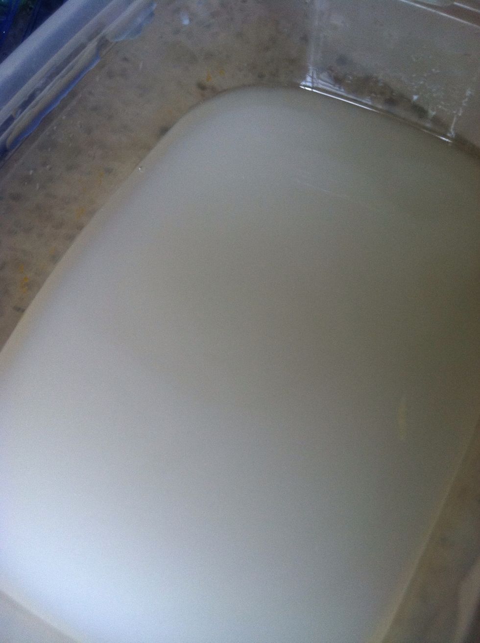 After you separate your rice and water, it should look like this.