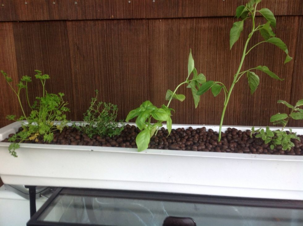 After your aquaponic garden has bin running for a few days test your Ph and make sure that it's around 7.Then you can get your plants and fish. Follow the instruction on how to put your fishes In