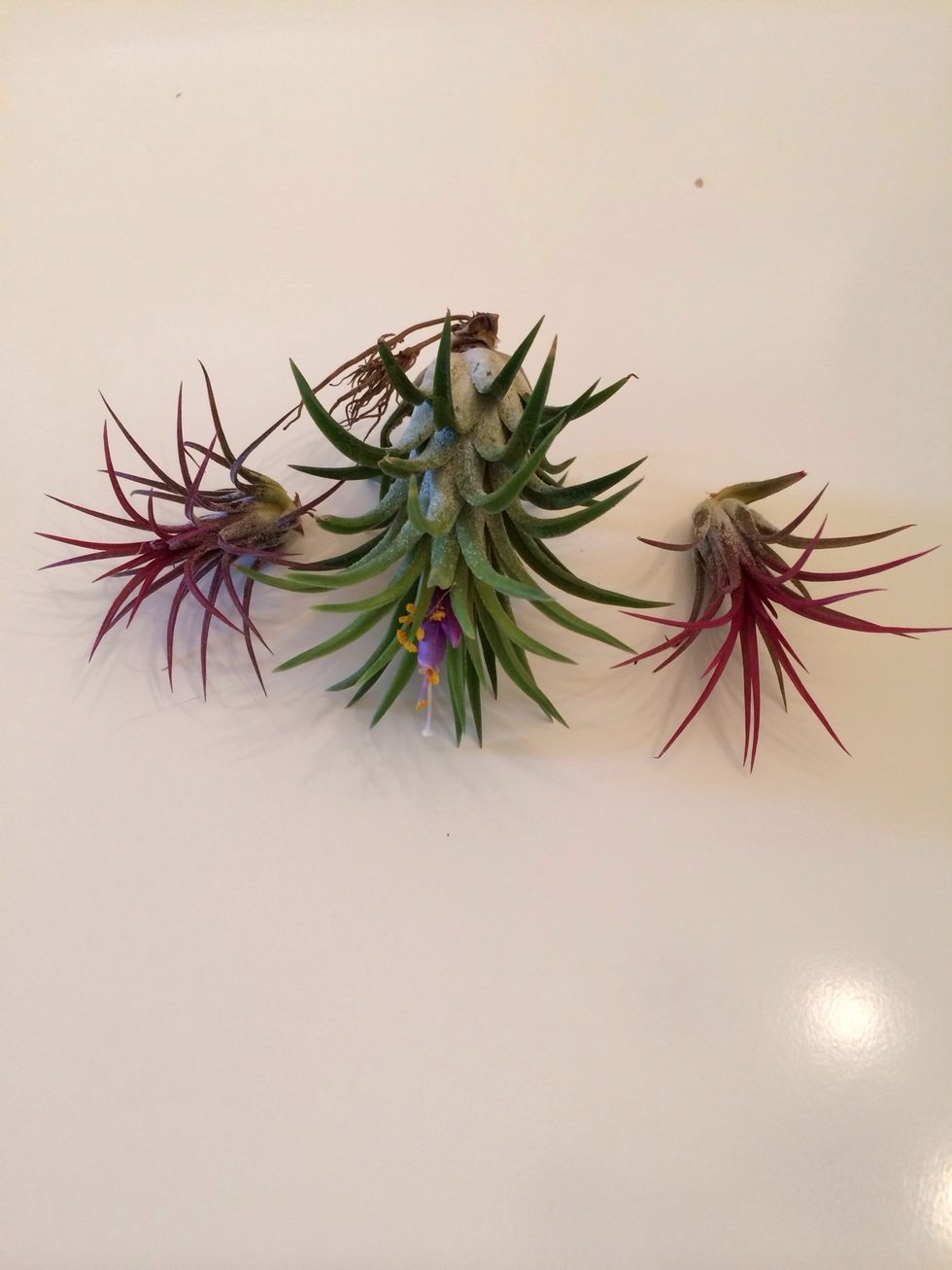 Air plants. The size of your bowl will determine how many plants you'll need.