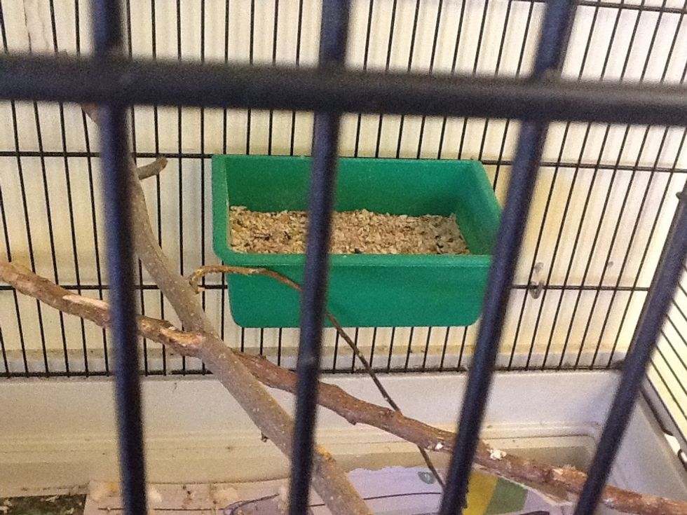 All birds should have shel grit, it is very good for them.